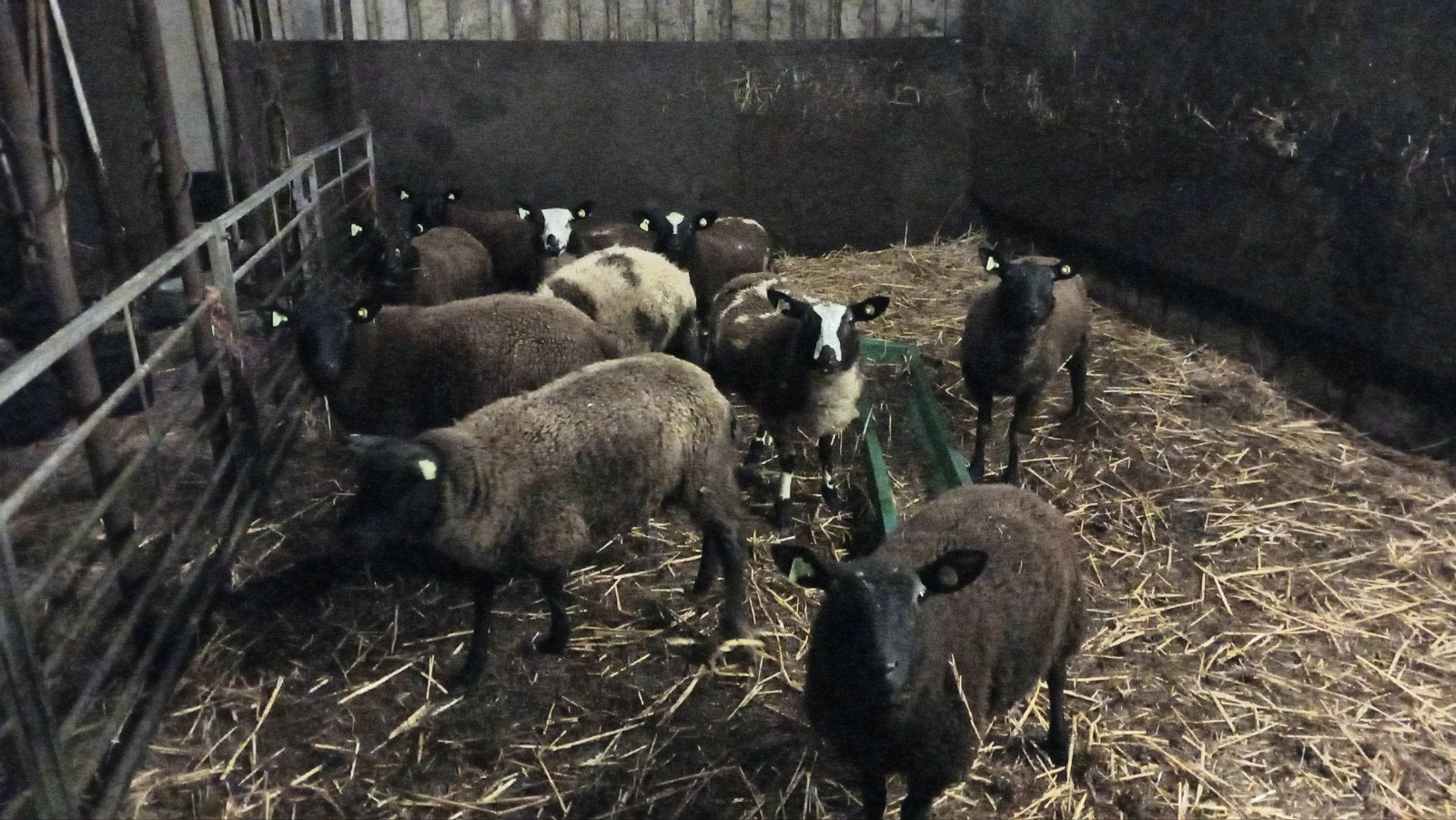 10 bonte weidelammeren 8 ooien 2 rammen Maartensdijk Utrecht, Meerdere dieren, Schaap