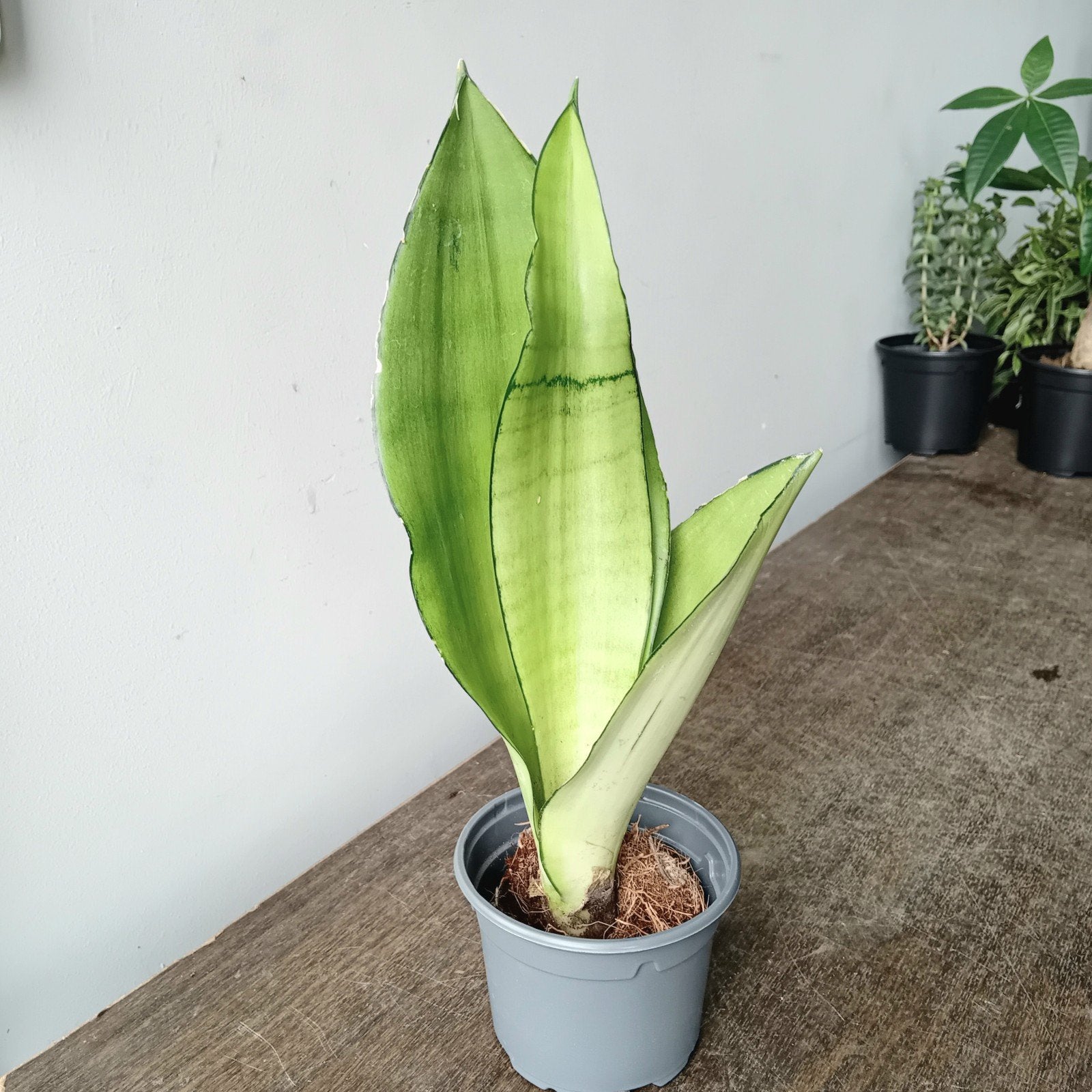 Sanseveria moonshine 30cm, Huis en Inrichting, Kamerplanten, Ophalen, Overige soorten, Halfschaduw, In pot