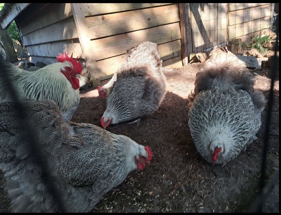 Orpinghton zilverpatrijs haan en 3 hennen, Dieren en Toebehoren, Pluimvee, Meerdere dieren, Kip