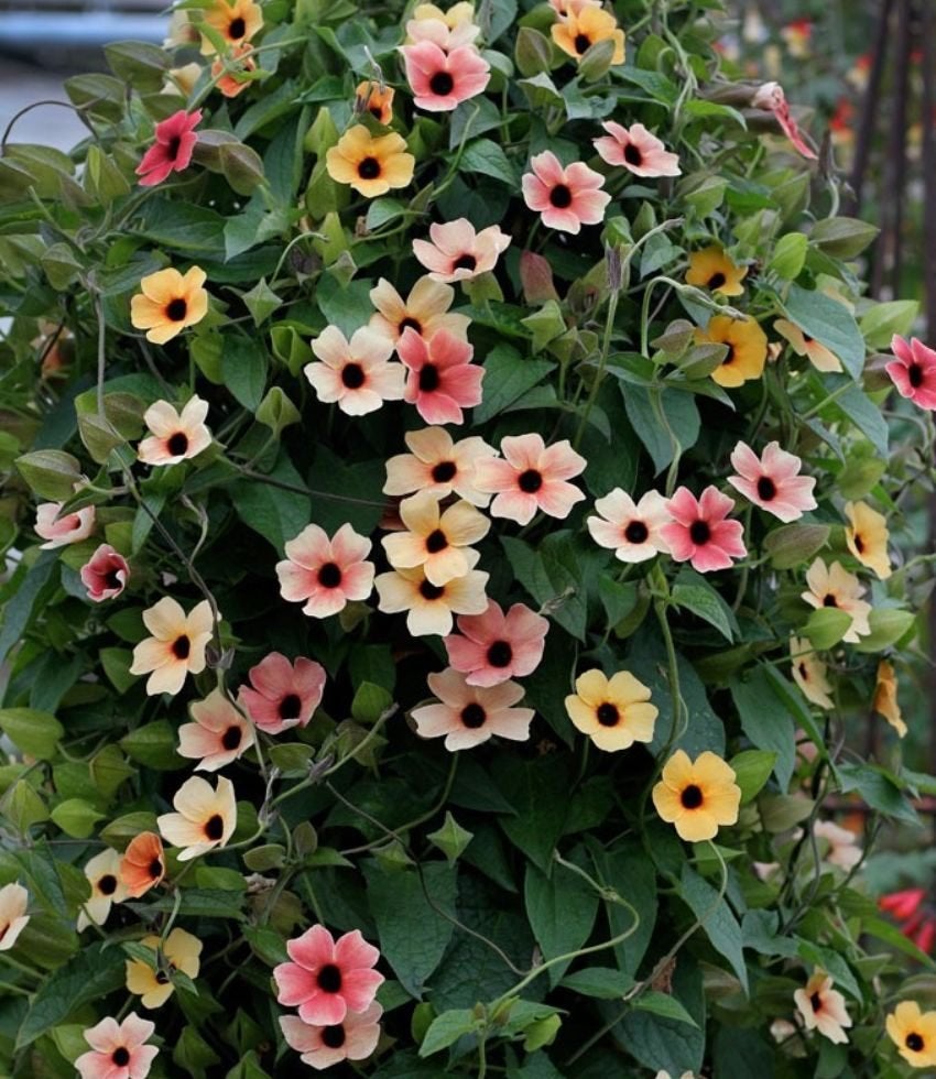Blushing Susie Thunbergia Bloemen zaadjes,, Verzenden, Volle zon