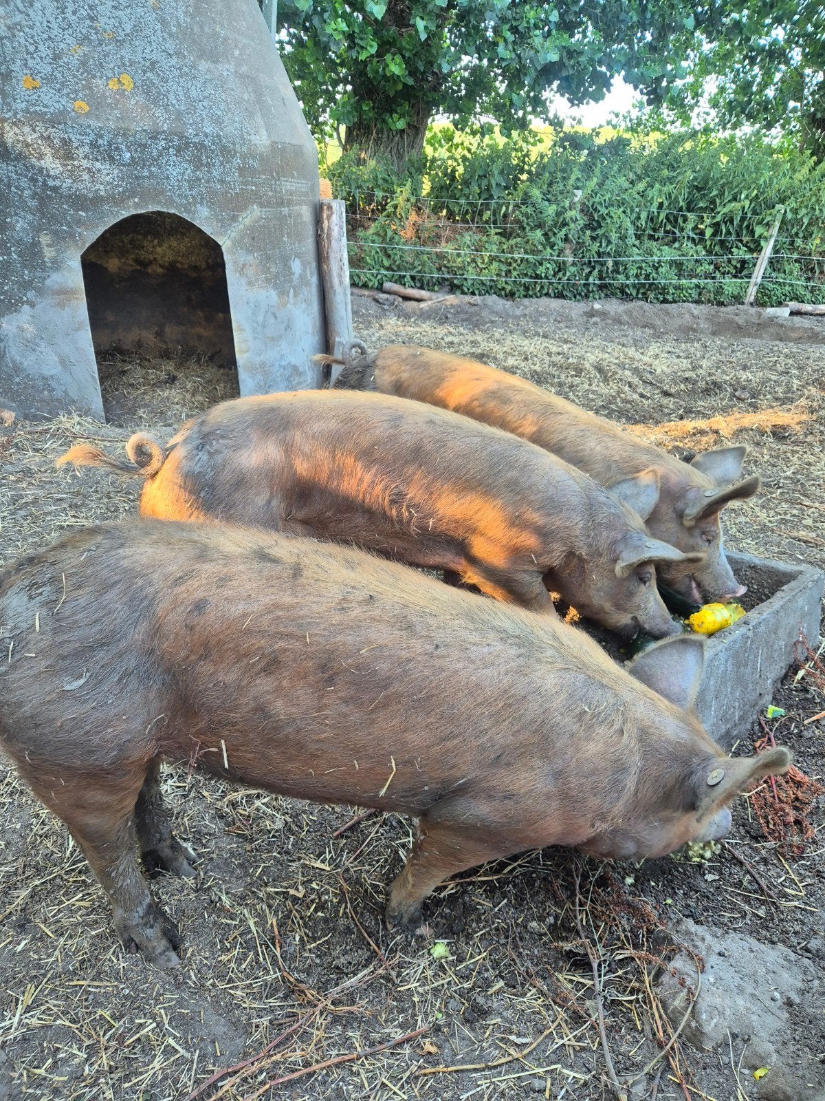 3 mooie Duroc x Tamworth x Pietrain fokzeugen, Vrouwelijk, Schaap