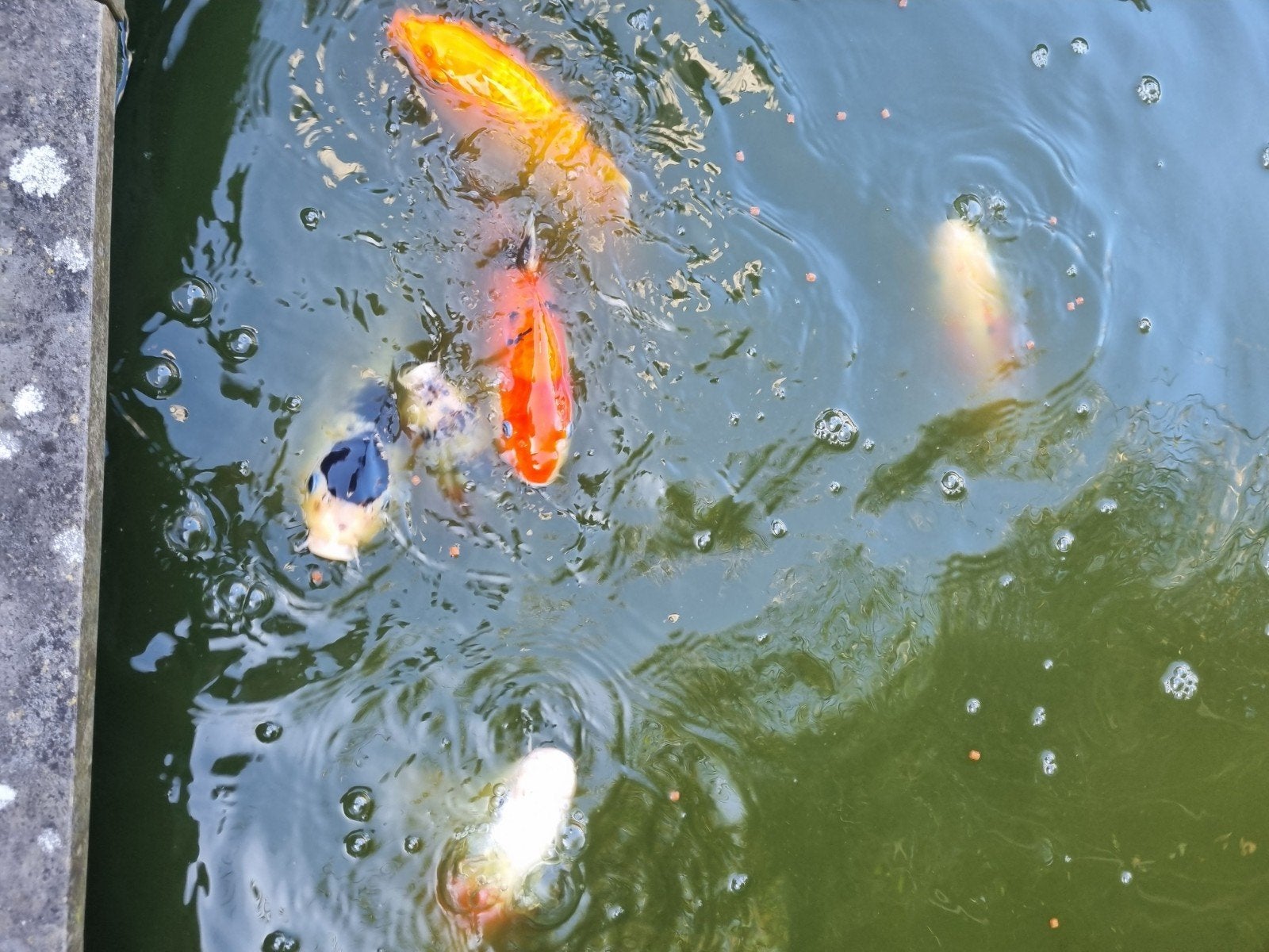 6 kois, Dieren en Toebehoren, Vissen | Vijvervissen, Karper of Koi