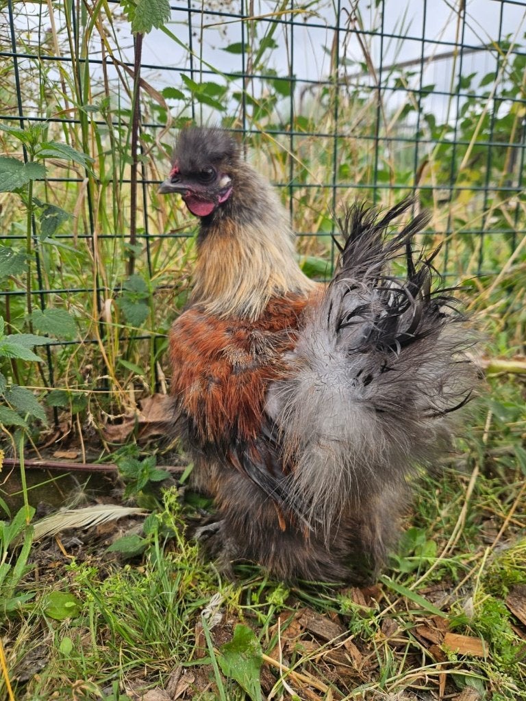 Dobermann zoekt een huisje (Kriel), Dieren en Toebehoren, Mannelijk, Kip