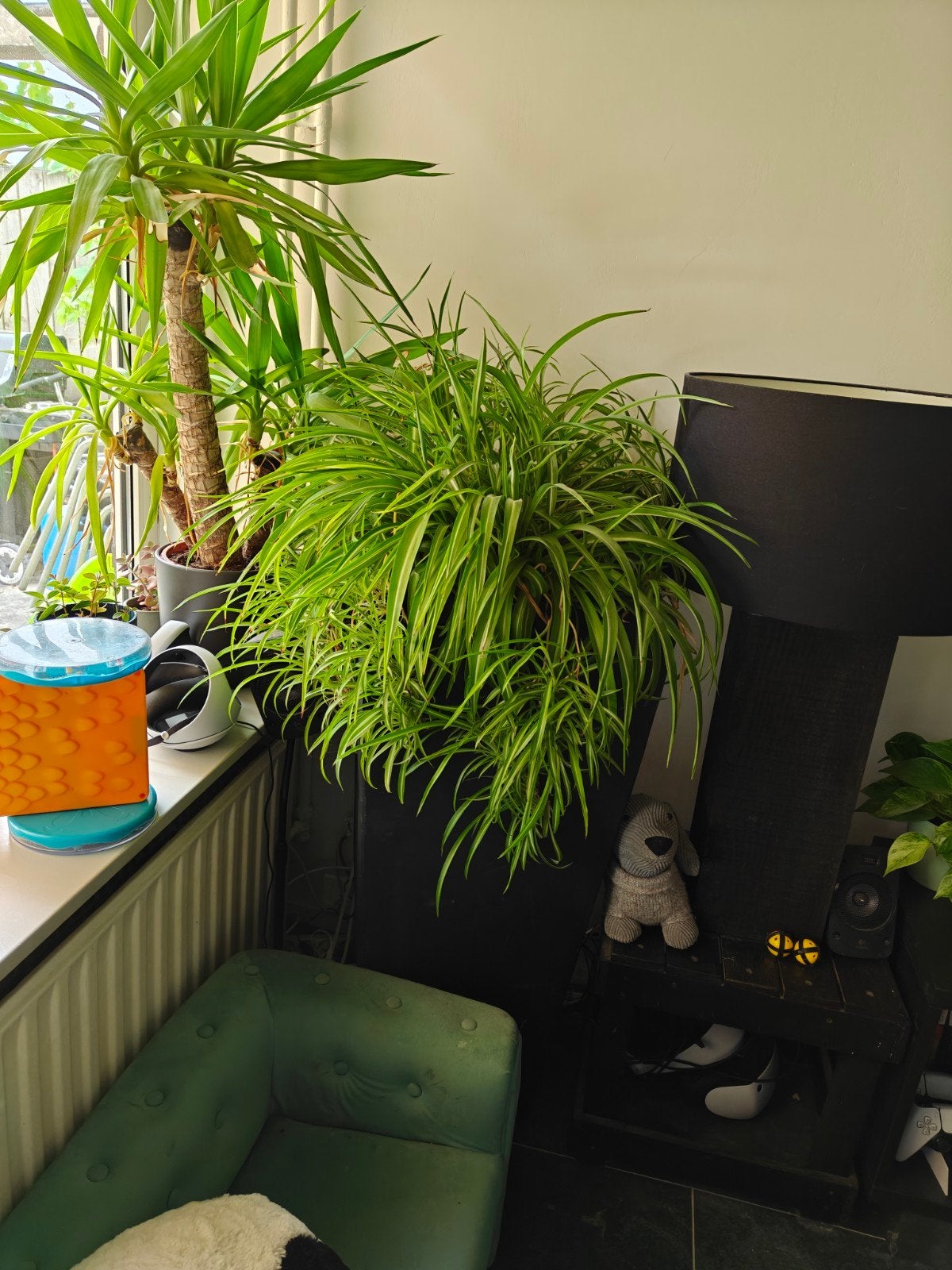 graslelie stekjes, Huis en Inrichting, Kamerplanten, Ophalen, Halfschaduw, Minder dan 100 cm