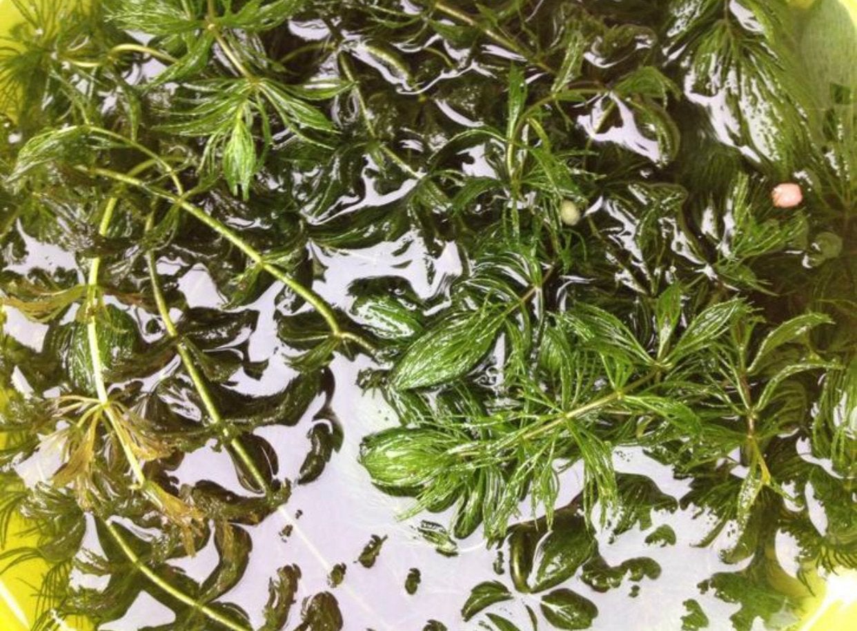 Emmer hoornblad zuurstofplanten voor de vijver voor 12,50, Tuin en Terras, Vijvers, Ophalen, Nieuw