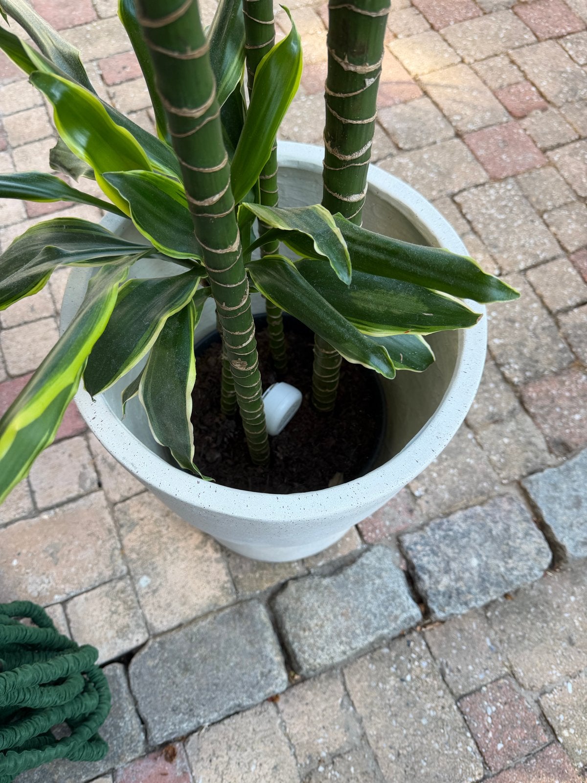 Grote Dracaena plant in pot - 150-200 cm, Ophalen, Overige soorten, Halfschaduw, In pot