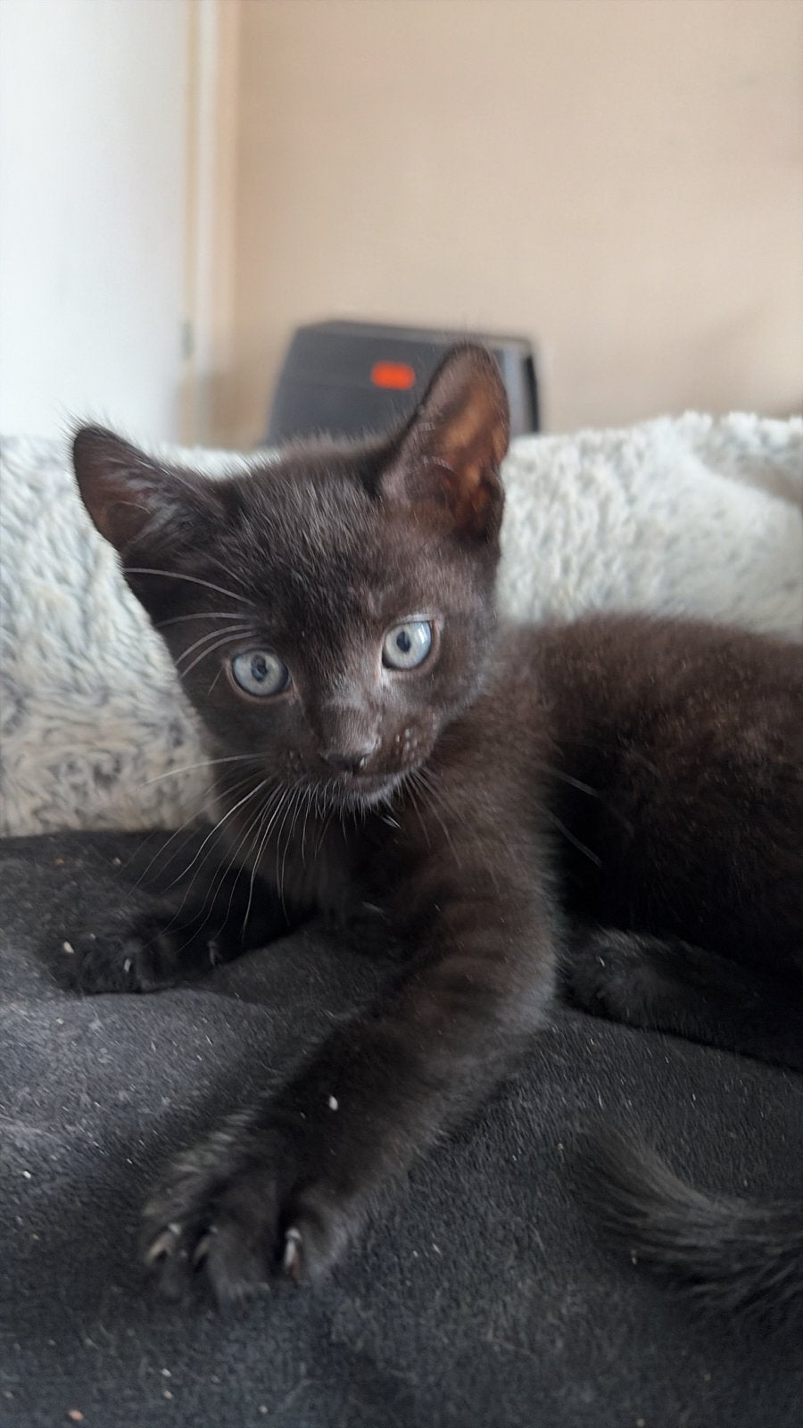 Lieve kittens zoeken een liefdevol en gouden mandje, Dieren en Toebehoren
