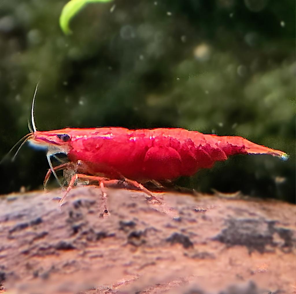Neocaridina Red Sakura garnalen | Shrimporium, Kreeft, Krab of Garnaal