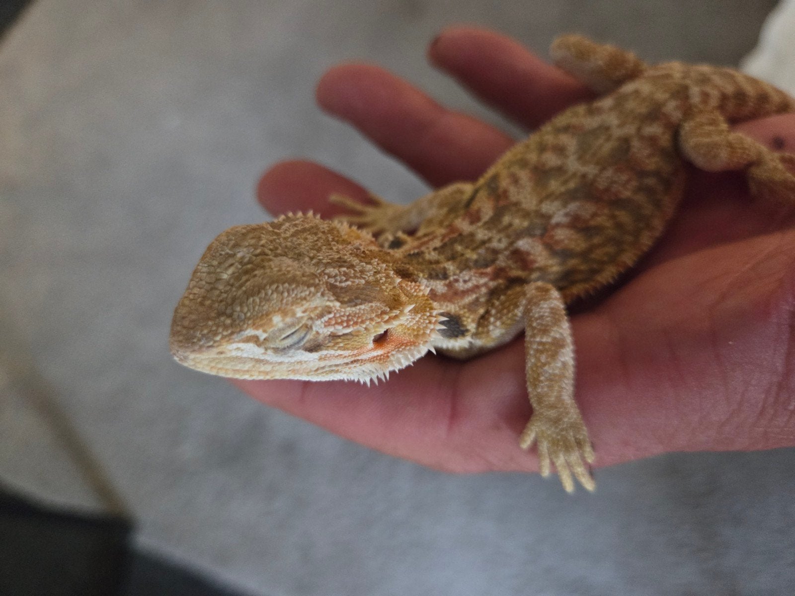 Baardagaam Pogona Vitticeps Red Orange Tiger Bearded Dragon photo 2