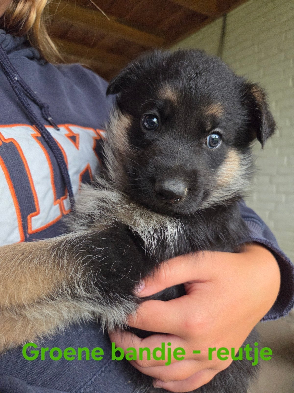 Duitse herder puppies, 8 tot 15 weken, Meerdere, Meerdere dieren, Nederland