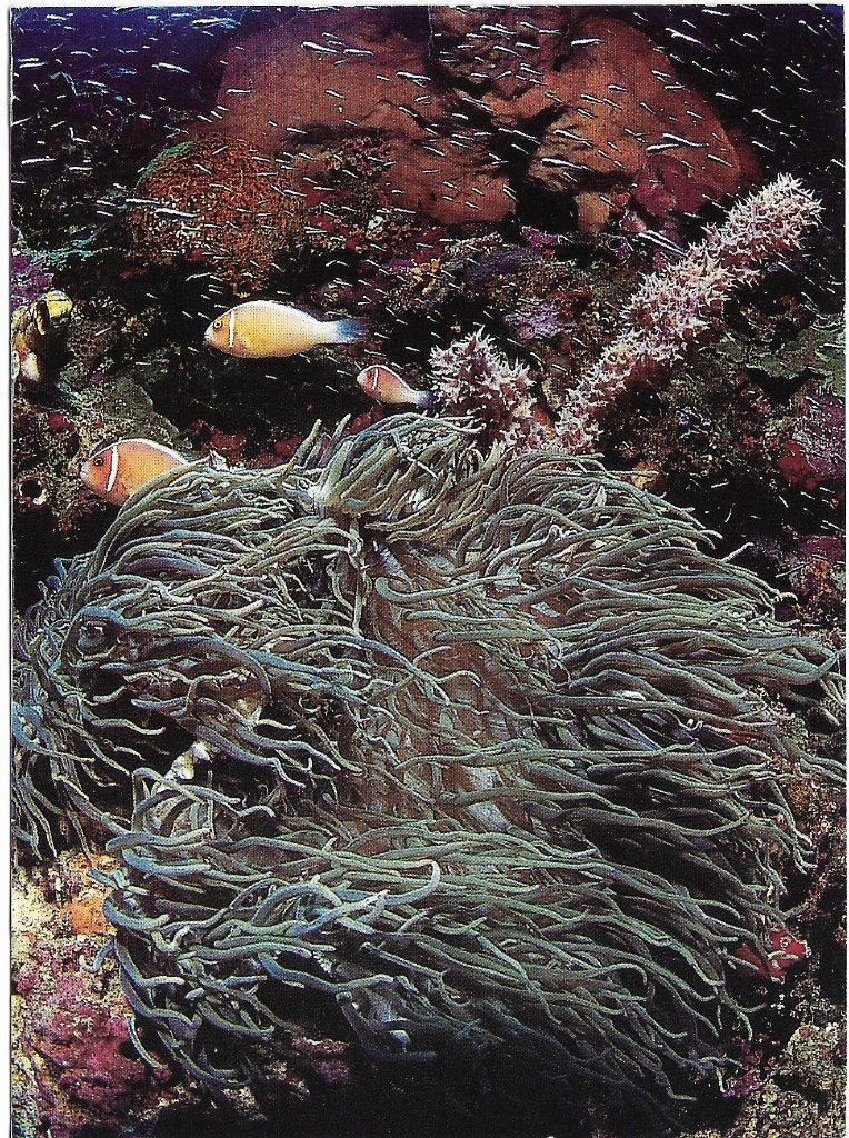 Ansichtkaart  	Londen (Eng)	London Aquarium	Roze Anemoonvis, Verzenden, 1980 tot heden, Gelopen, Engeland
