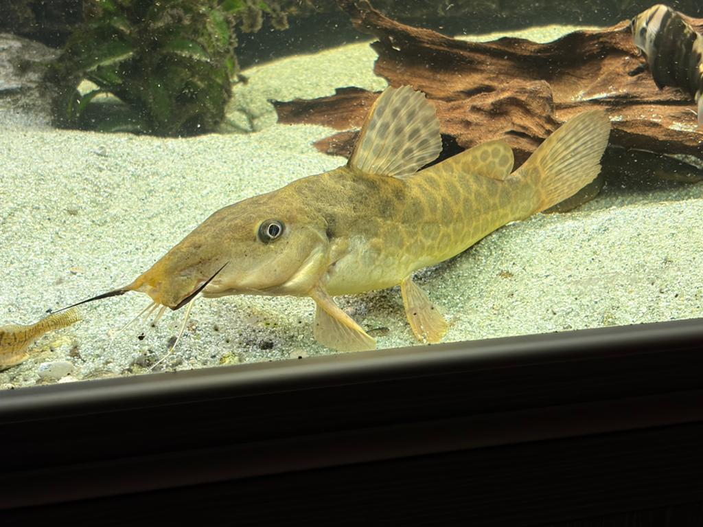 1xGiraffe meerval ( Auchenoglanis occidentalis ) 25cm, Dieren en Toebehoren, Vissen | Aquariumvissen, Vis
