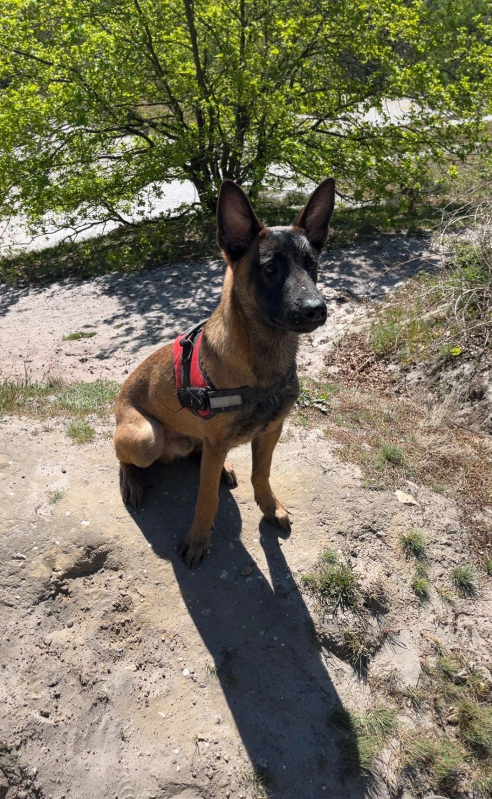 Mechelse herder reu 9 maanden, 15 weken tot 1 jaar, Reu, Parvo, Eén hond