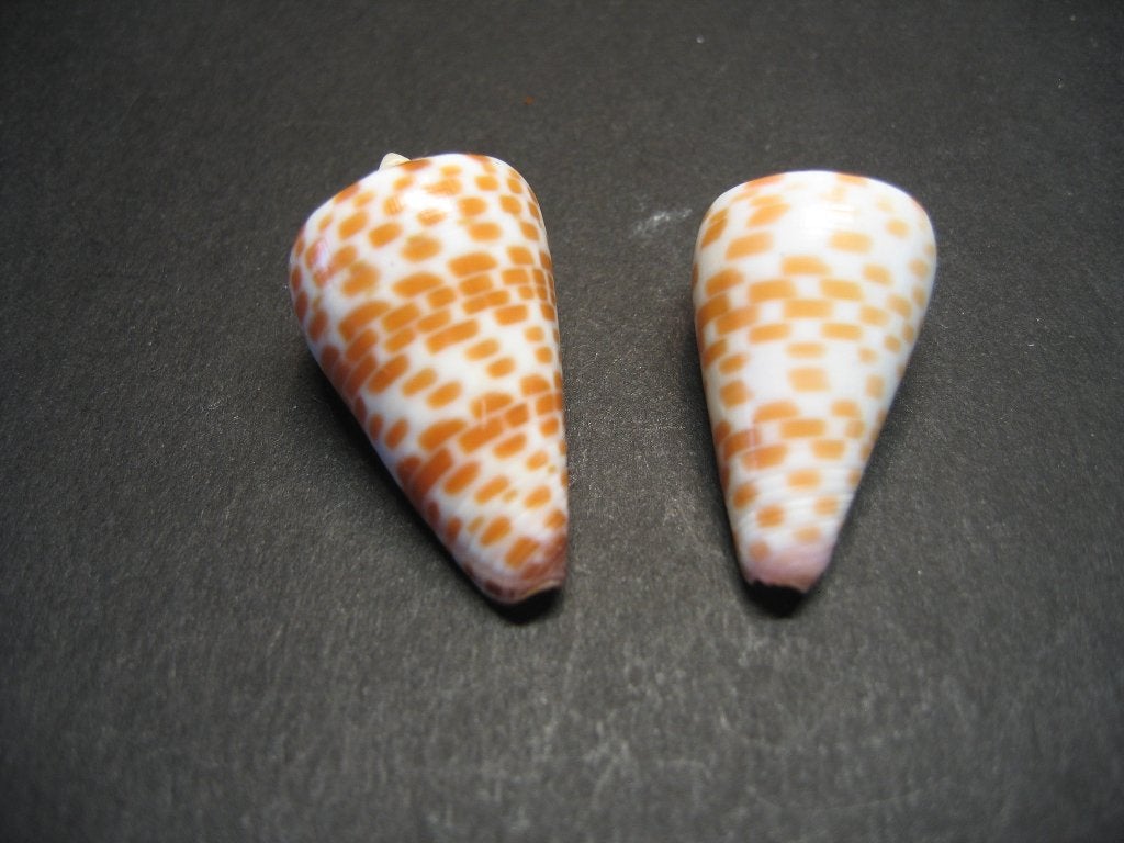 Schelpen: Conus tessulatus Born, 1778., Verzamelen, Ophalen of Verzenden, Schelp(en)