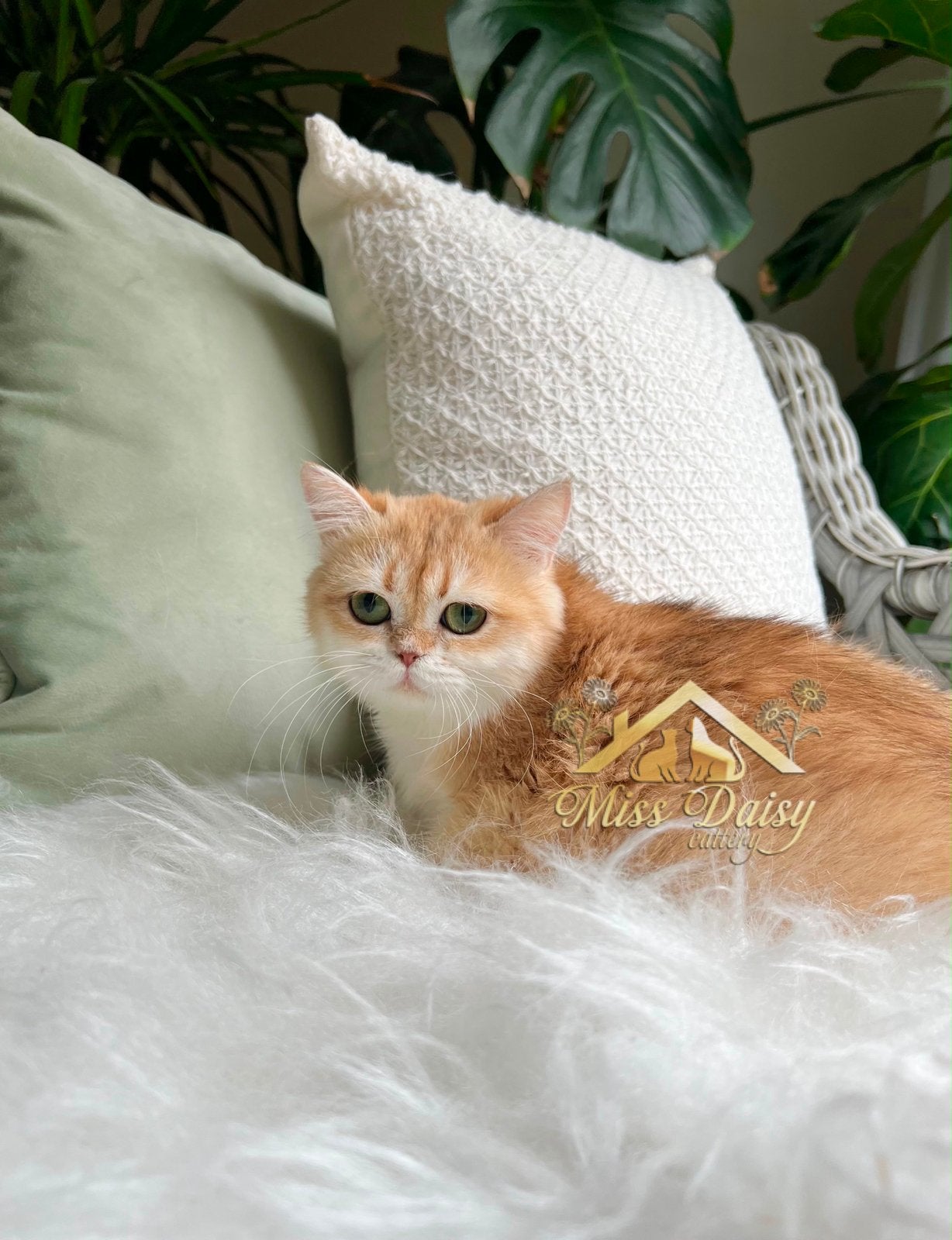 🧡✨Bijzonder Golden British Shorthair poesje–NV12-Gesteril, Poes, Met stamboom, 0 tot 2 jaar