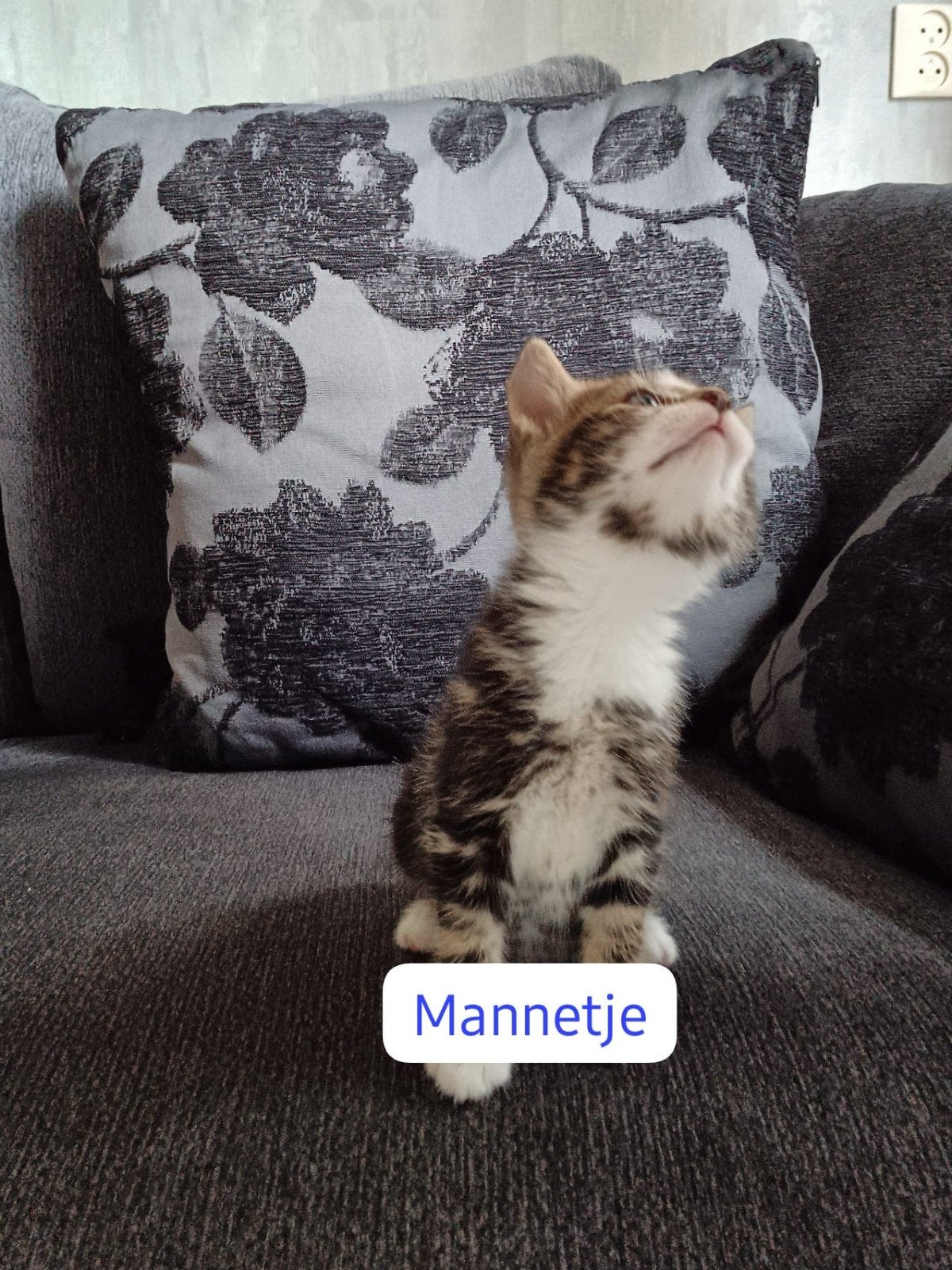 Te koop kittens
