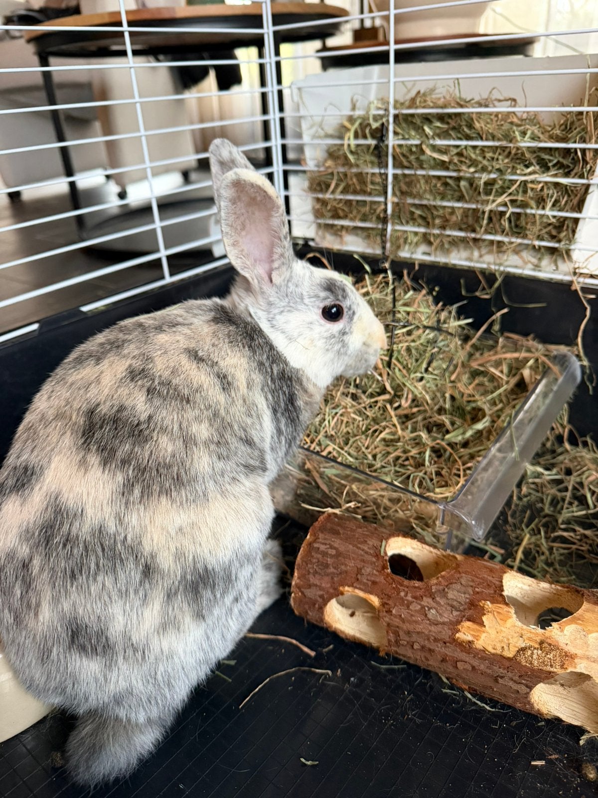 Lief konijntje te koop, Dieren en Toebehoren, Vrouwelijk