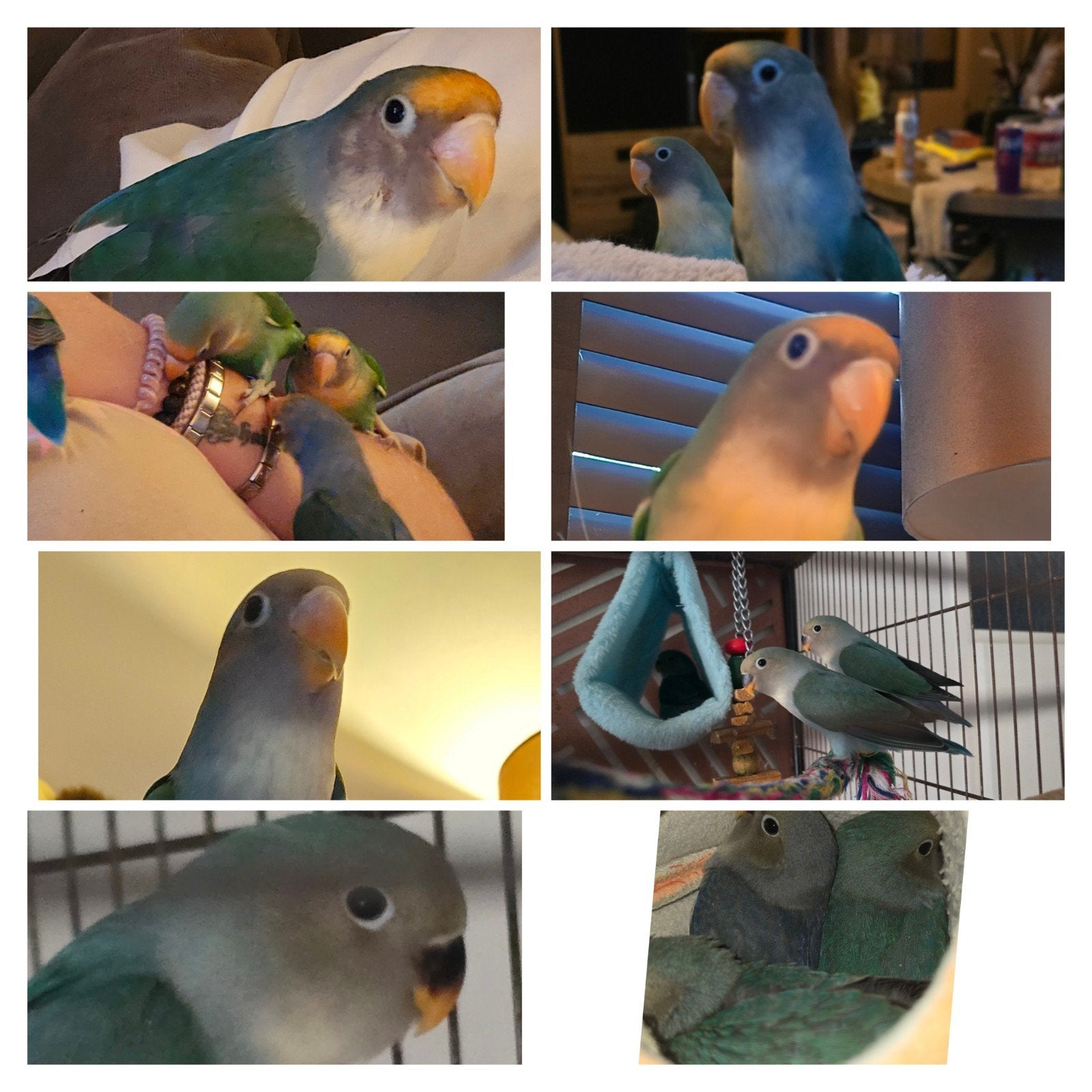 4 agapornis, Dwergpapegaai of Agapornis