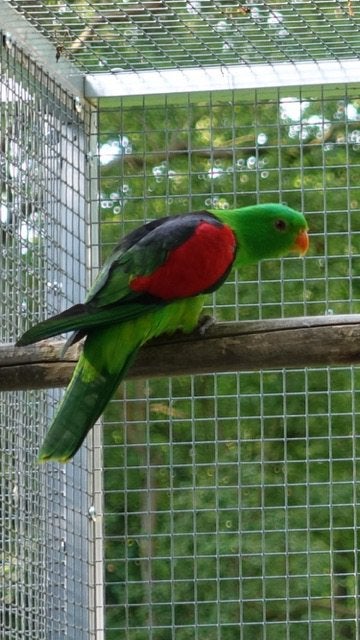 Roodvleugels koppel., Meerdere dieren, Parkiet, Geringd