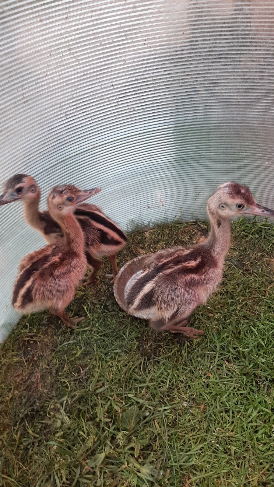 Jonge Nandoes, Meerdere dieren
