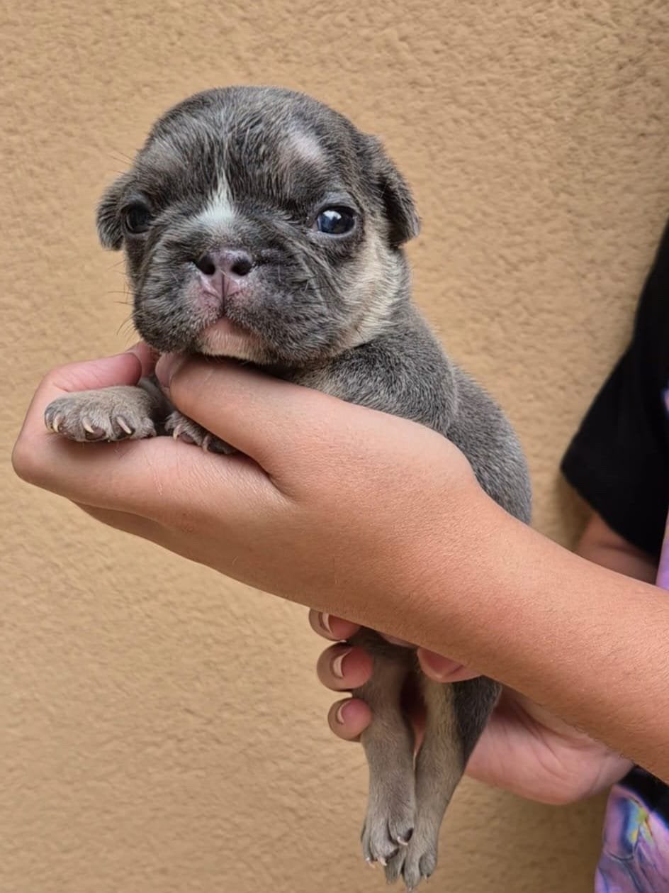 👑 Royal Puppies - Raszuivere Franse Bulldog pups, Dieren en Toebehoren, Honden | Bulldogs, Pinschers en Molossers, Meerdere dieren