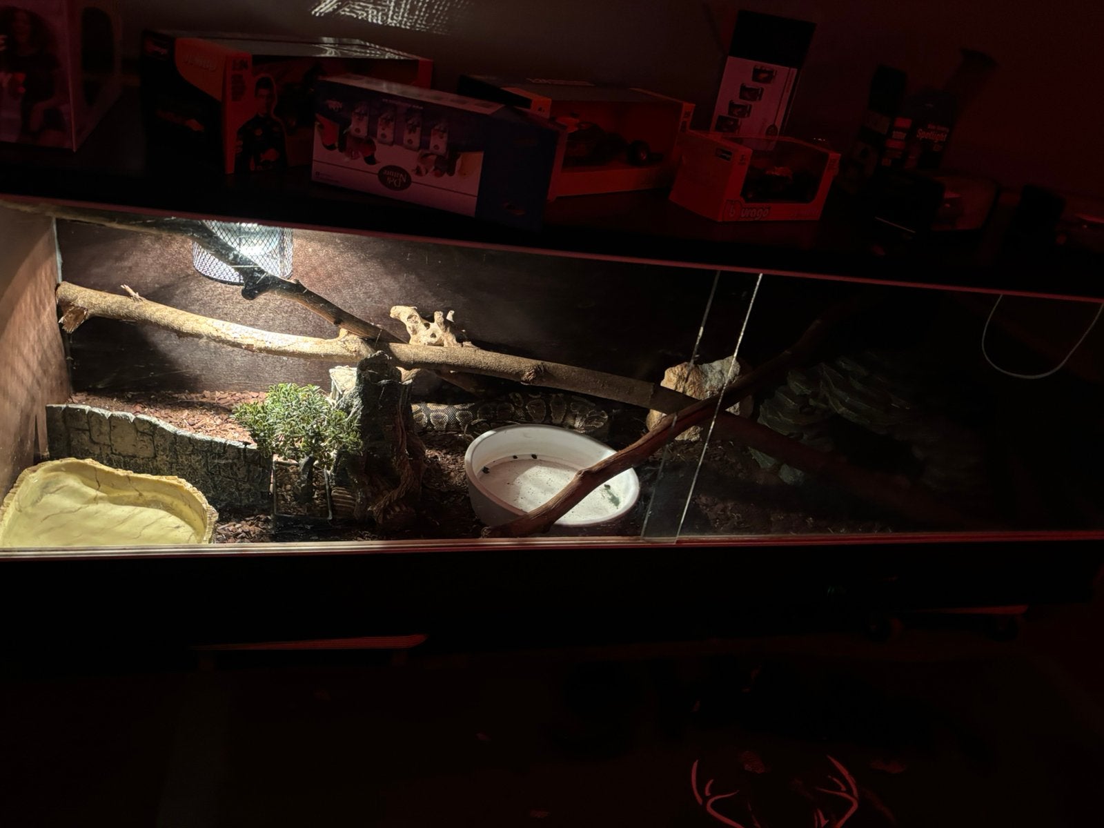 Konings python Ball Python photo 11