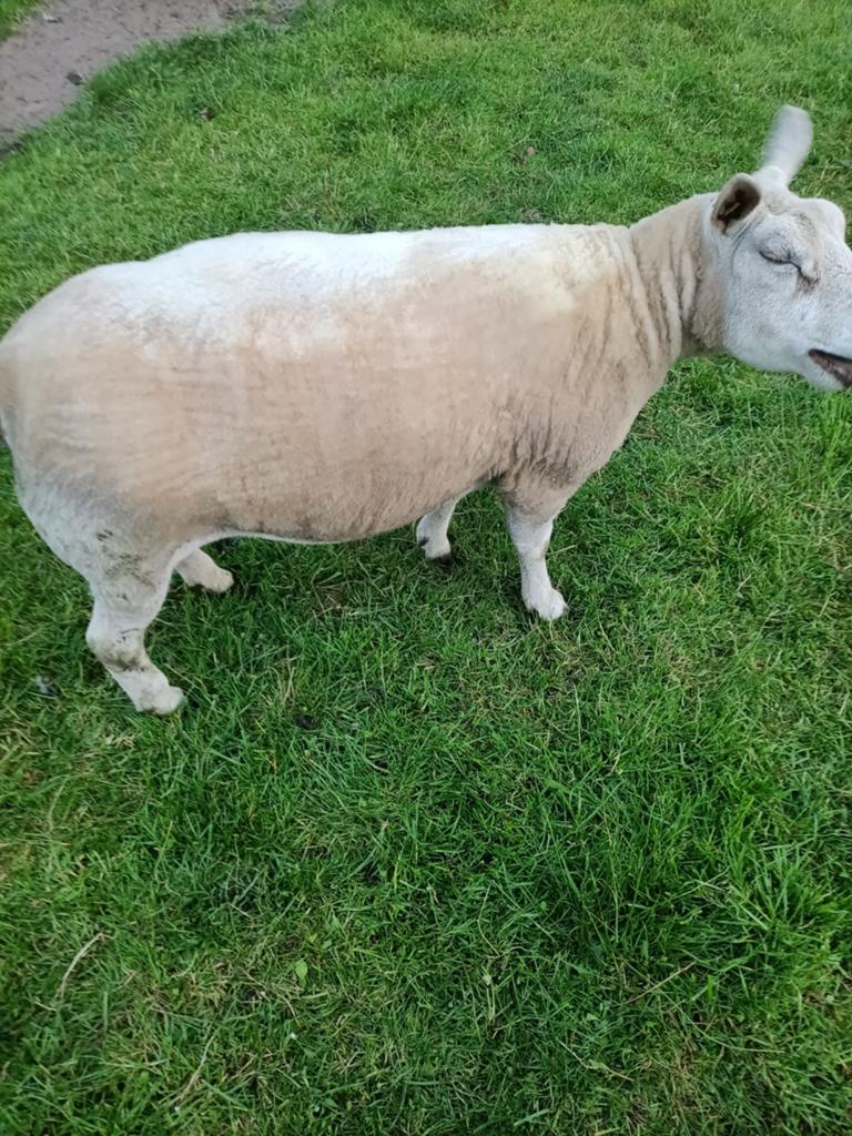 Texelaar x swifter  ooi, Vrouwelijk, Schaap