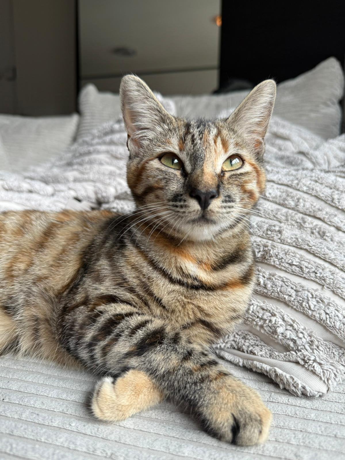 Lieve poes, Dieren en Toebehoren, Katten en Kittens | Raskatten | Korthaar, Poes