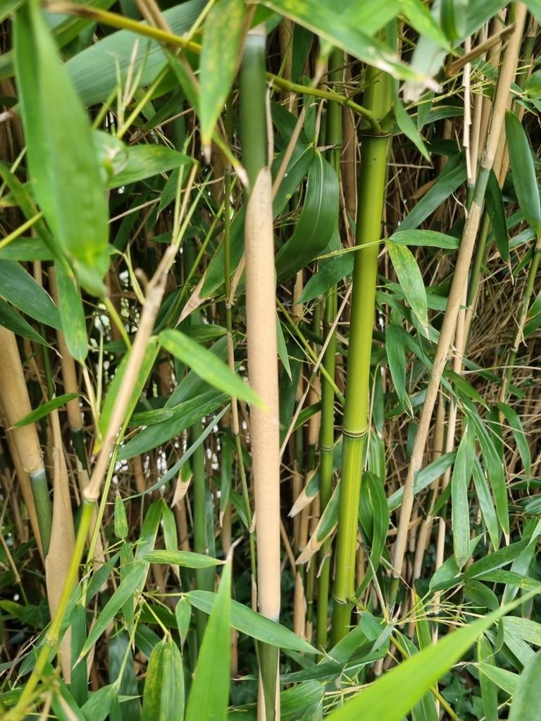 Bamboe, Ophalen