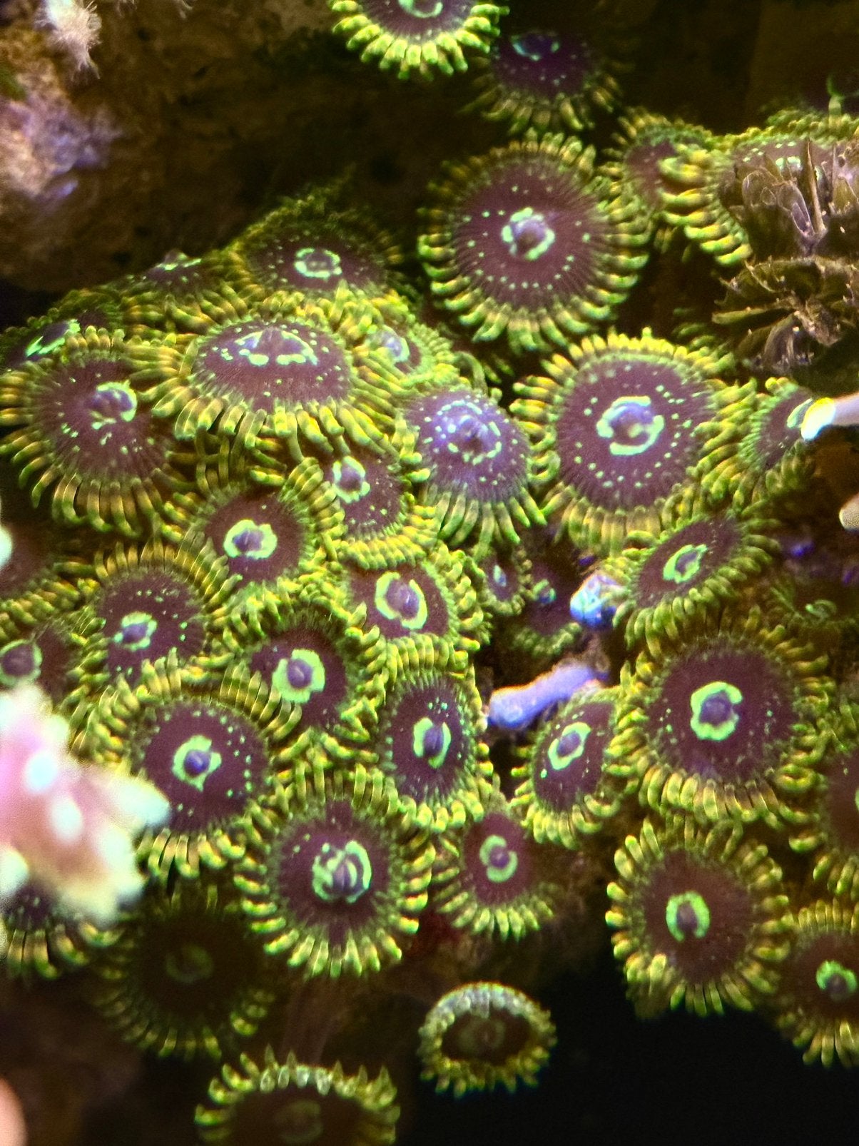Yoda (rainbow) Zoa, en andere stekjes, Vis