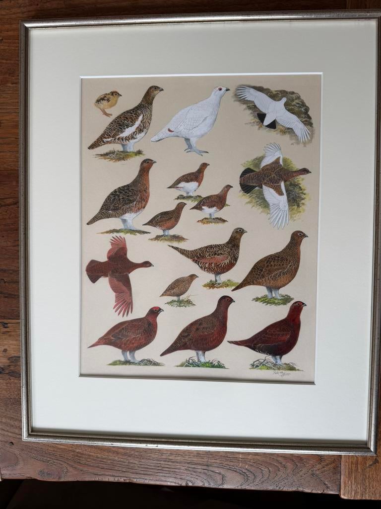 Rode Schotse sneeuwhoen illustratie van Peter Hayman, Ophalen