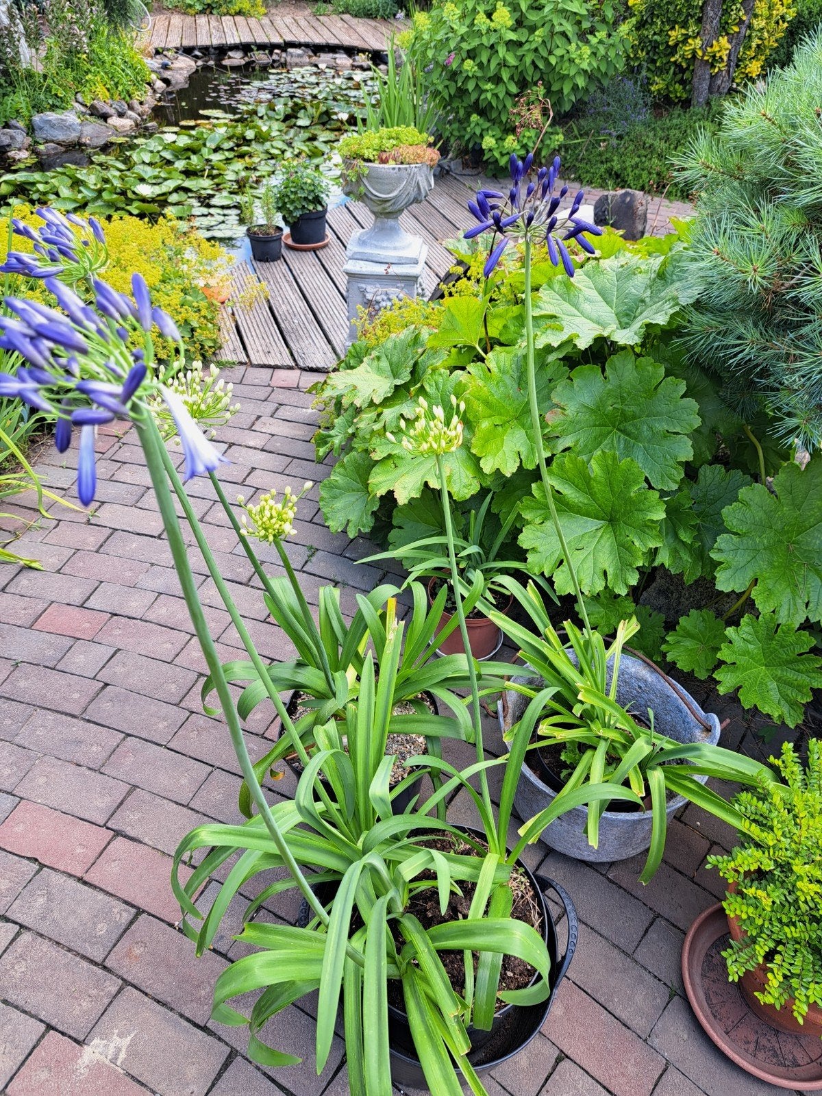 Mooie blauwe en witte agapanthus, Ophalen, Overige soorten, Volle zon