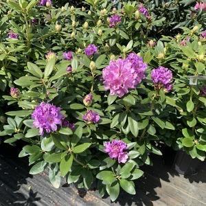 Rododendrons, Catawbiense, Nova Zembla, Cunningham's, Tuin en Terras, Ophalen, Rhododendron, Struik, Minder dan 100 cm