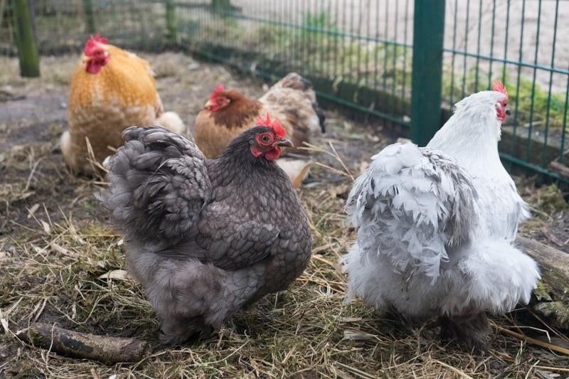 Cochin kriel broedeieren, Dieren en Toebehoren, Geslacht onbekend, Kip