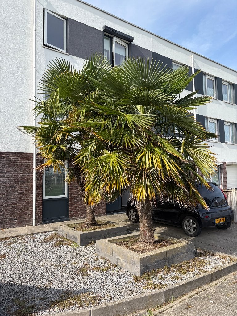 Palmbomen, Tuin en Terras, 250 tot 400 cm, Zomer, Palmboom, Ophalen