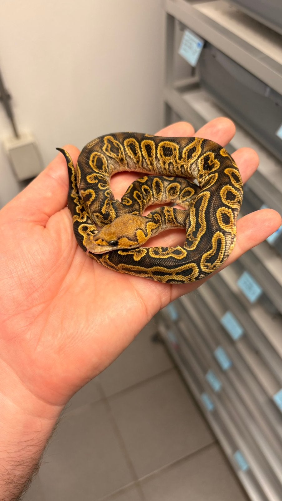 Ghi orange dream clown 100% het hypo ball python Ball Python - unknown for sale from KAS