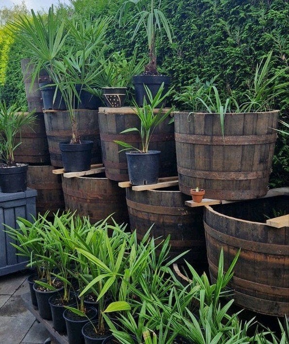 eiken whiskyvat  bloembak🌴vijvertje 🐠 plantenbak 🪴, Ophalen, Rond, Nieuw, 60 tot 100 cm