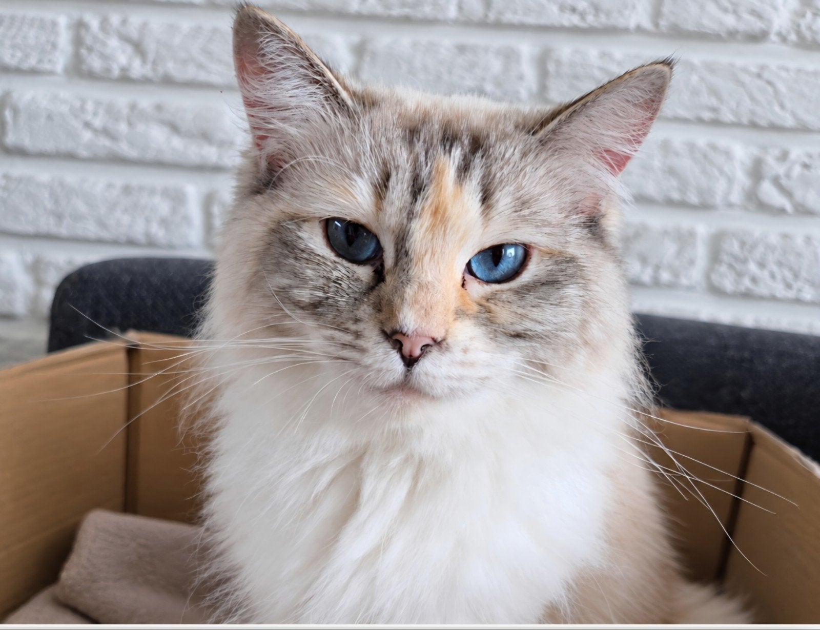 Lieve Ragdoll poes met stamboom, Poes, Met stamboom