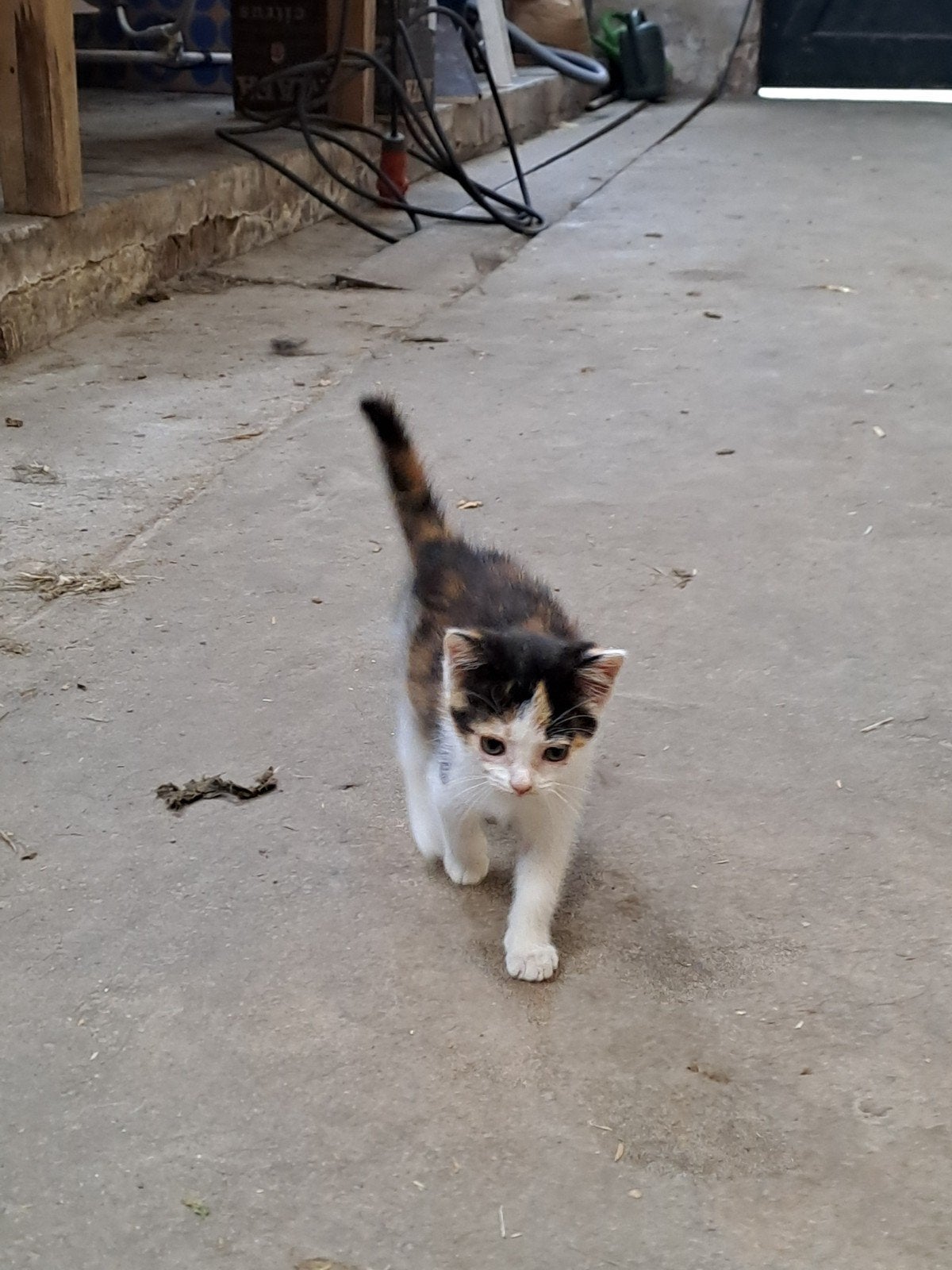 Kittens te koop!, Meerdere dieren