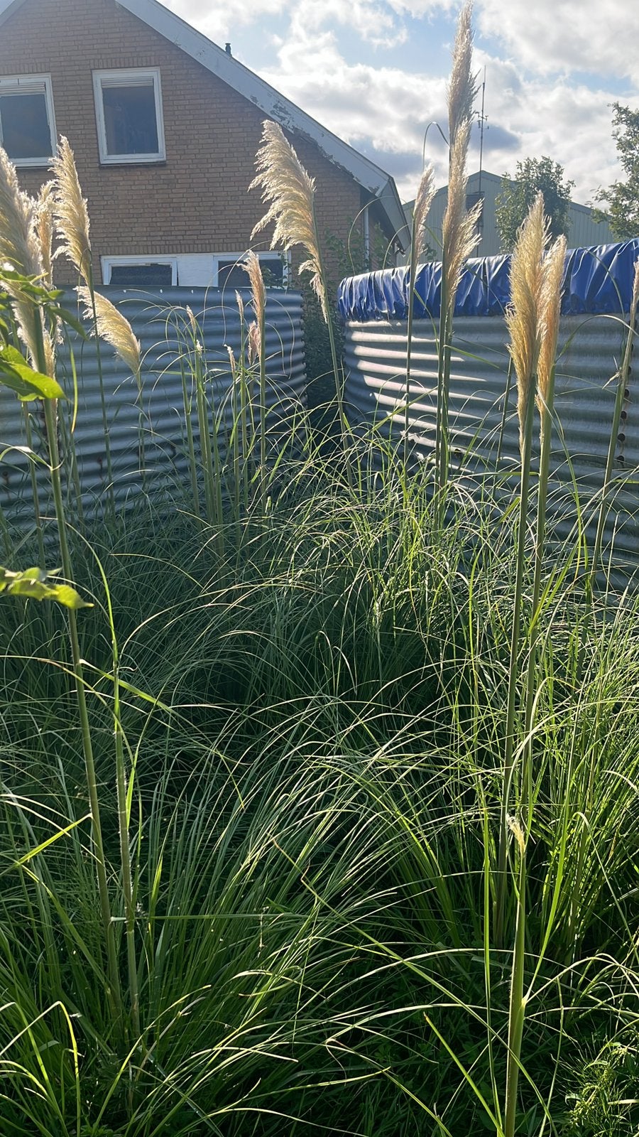 Pampasgras (Cortaderia selloana) met kluit, Ophalen, Vaste plant, Siergrassen, Halfschaduw