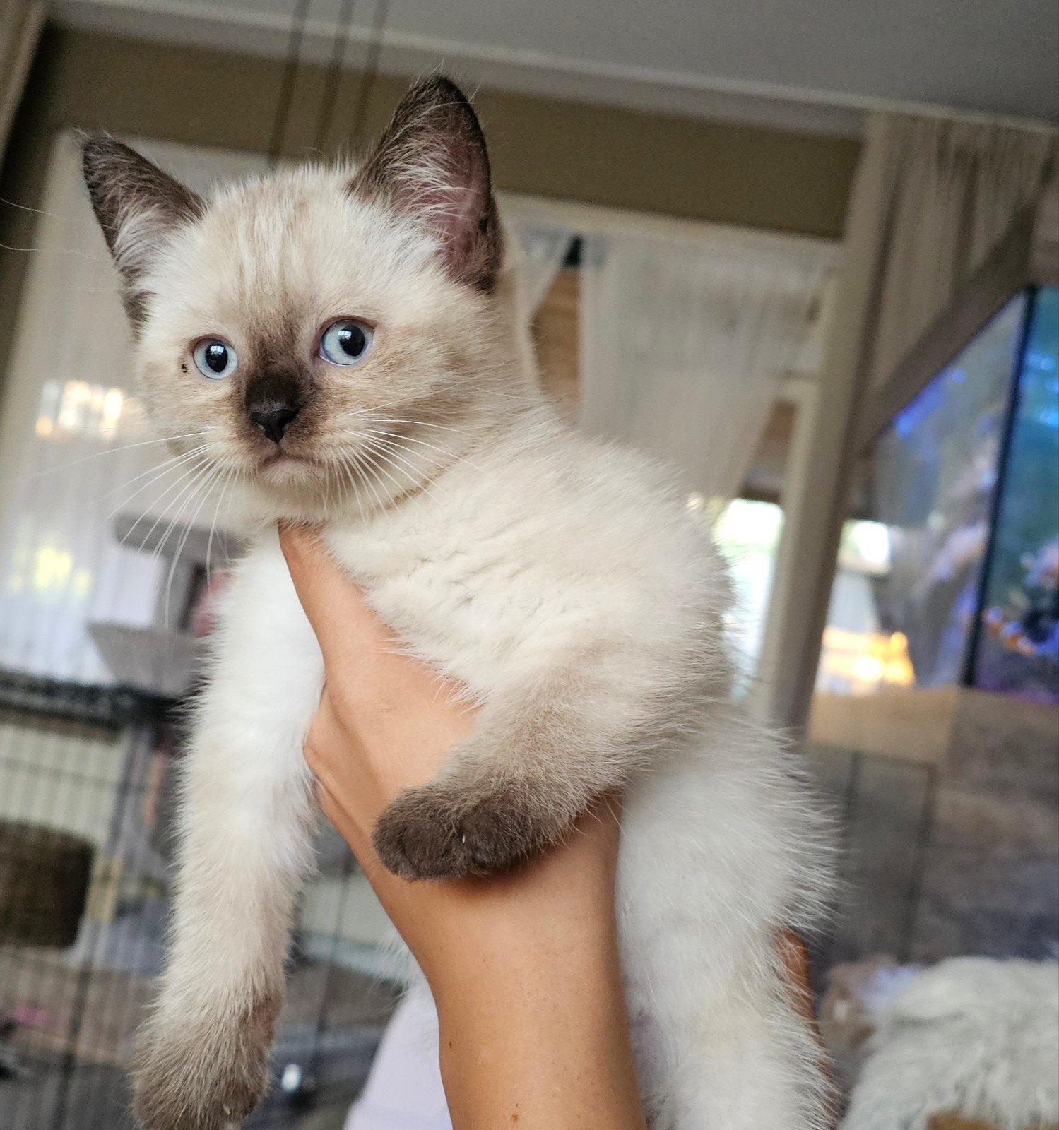 britse kort/ langhaar kittens, Dieren en Toebehoren, Katten en Kittens | Raskatten | Korthaar, Meerdere dieren, Gechipt, 0 tot 2 jaar