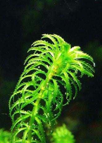 Egeria najas (Braziliaanse waterpest), Dieren en Toebehoren, Ophalen of Verzenden, Nieuw, Plant(en), Steen of Hout