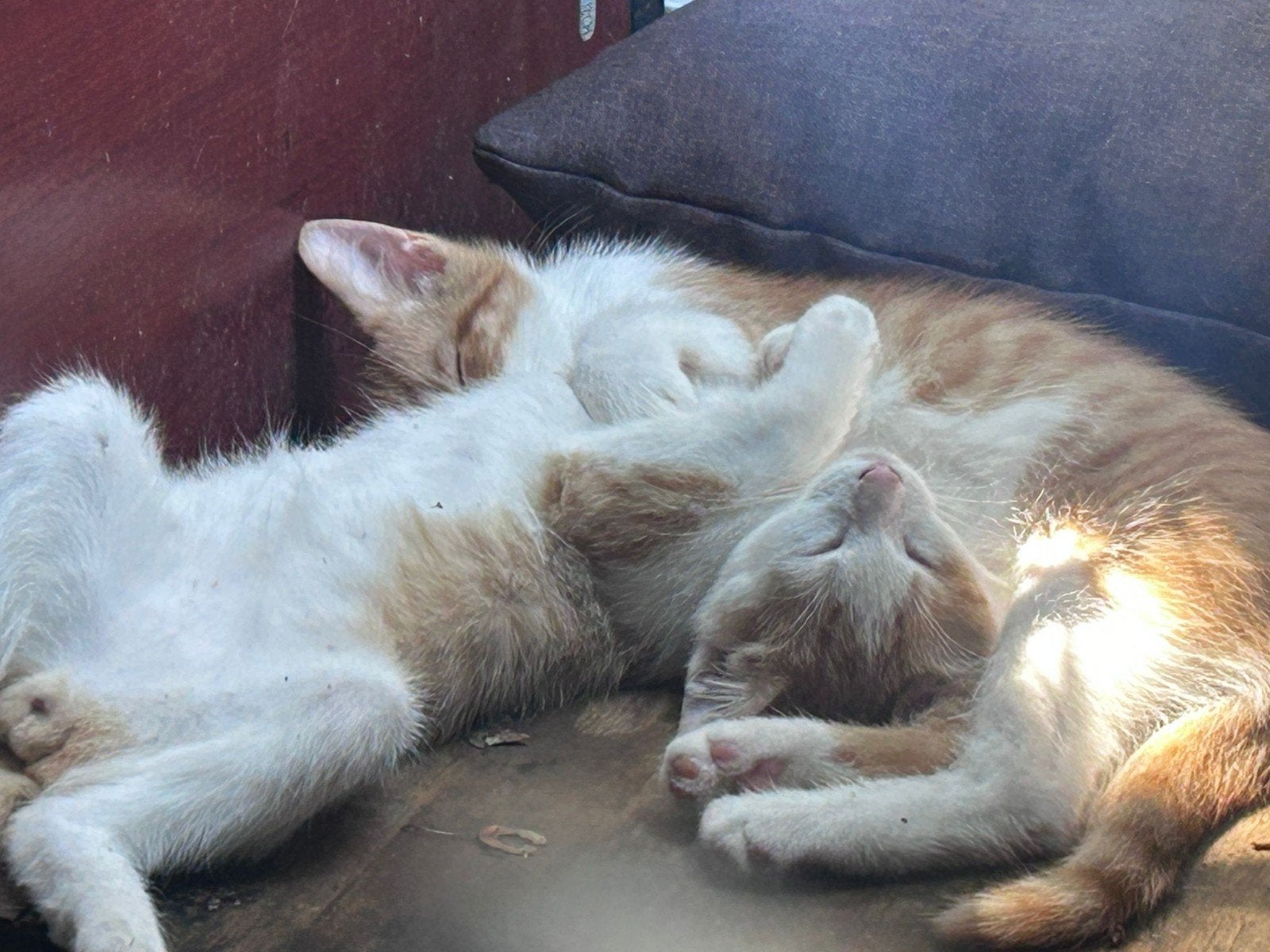 Gratis af te halen lieve supermooie kittens, Dieren en Toebehoren, Katten en Kittens | Raskatten | Langhaar, Meerdere dieren, Ontwormd