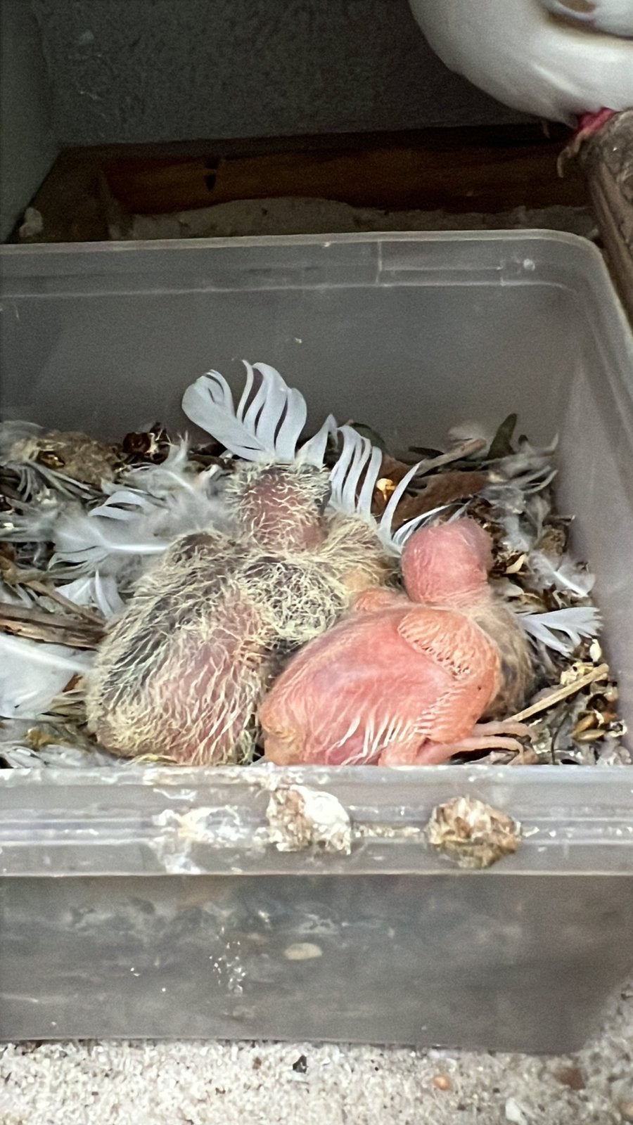 Tortel duifjes (koppel), Meerdere dieren, Overige soorten