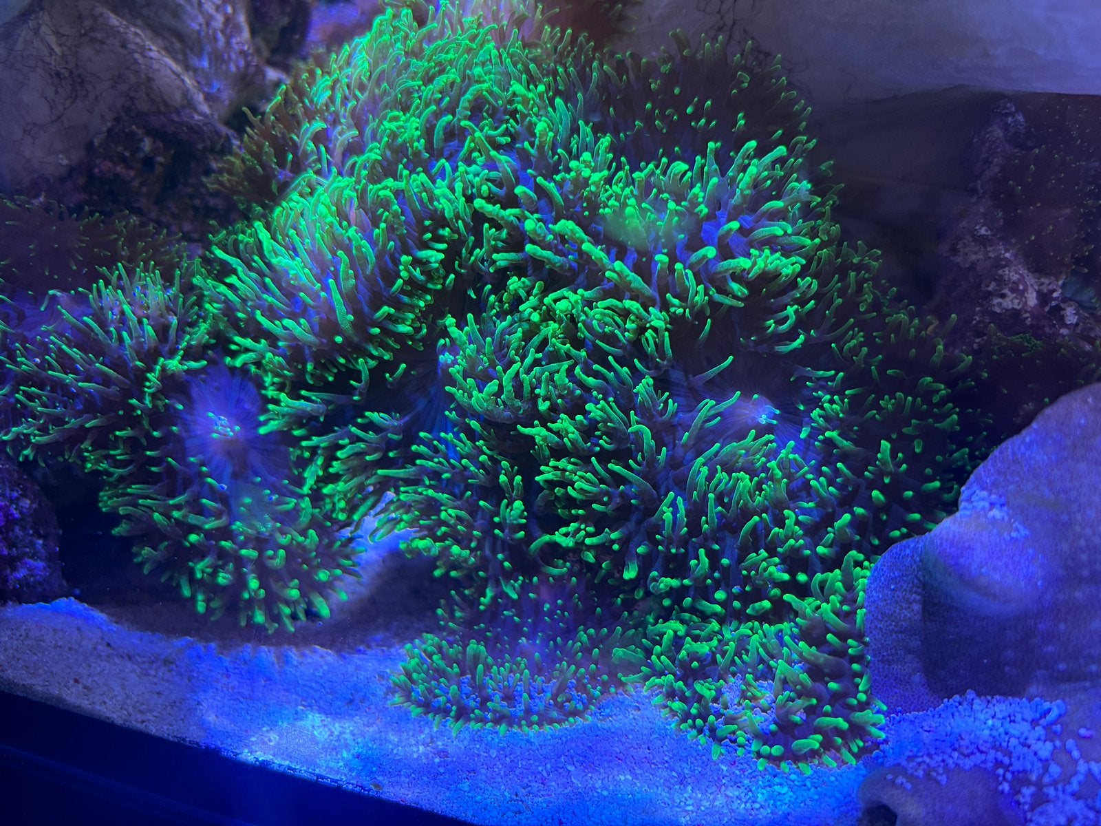 Koraal softkoraal lederkoraal zeeaquarium rhodactis, Dieren en Toebehoren, Overige typen