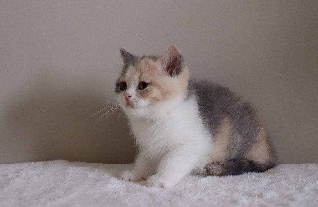 Britse korthaar, Dieren en Toebehoren, Katten en Kittens | Raskatten | Korthaar, Meerdere dieren, Gechipt, 0 tot 2 jaar
