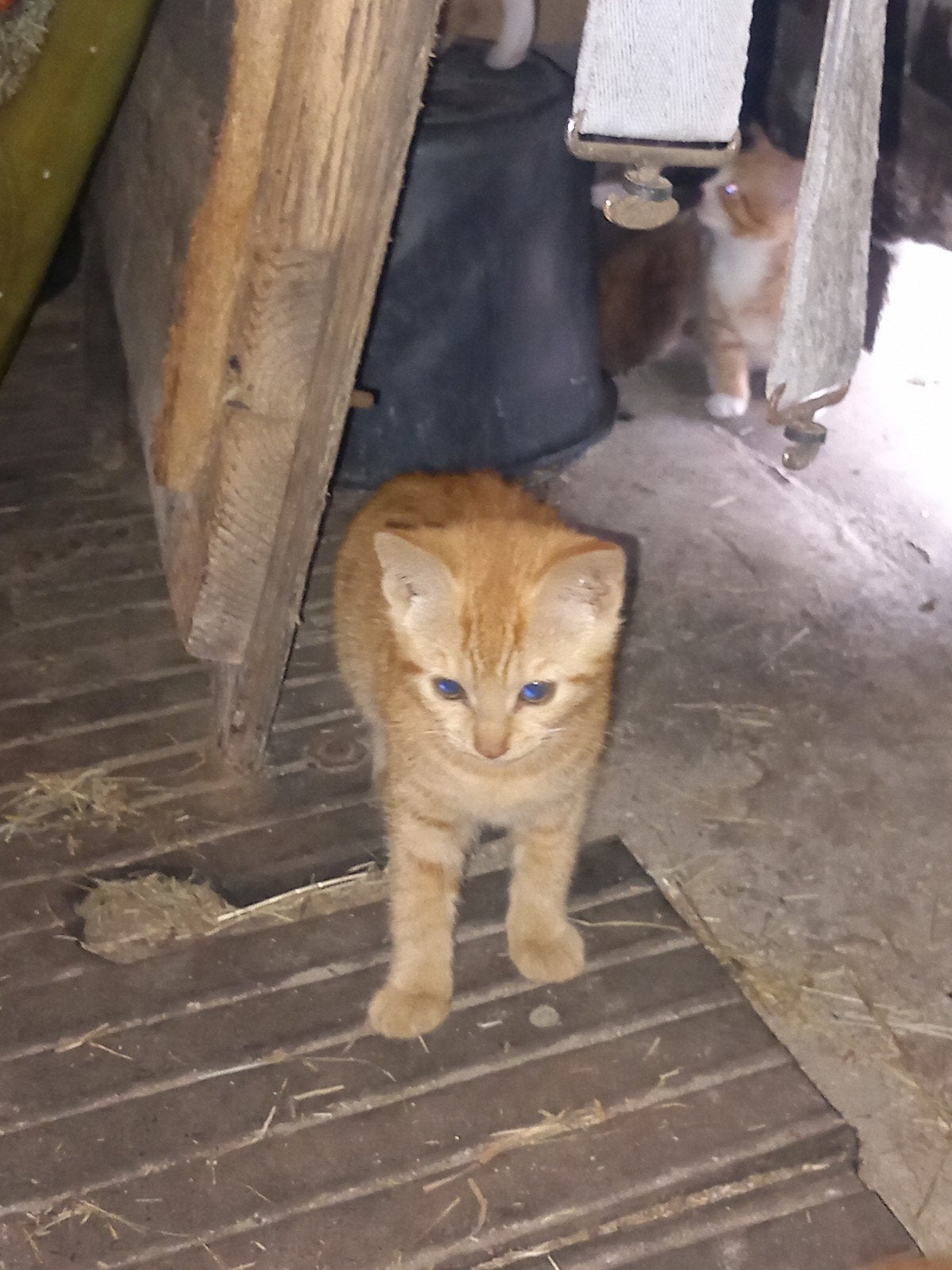 Rode kittens, Meerdere dieren