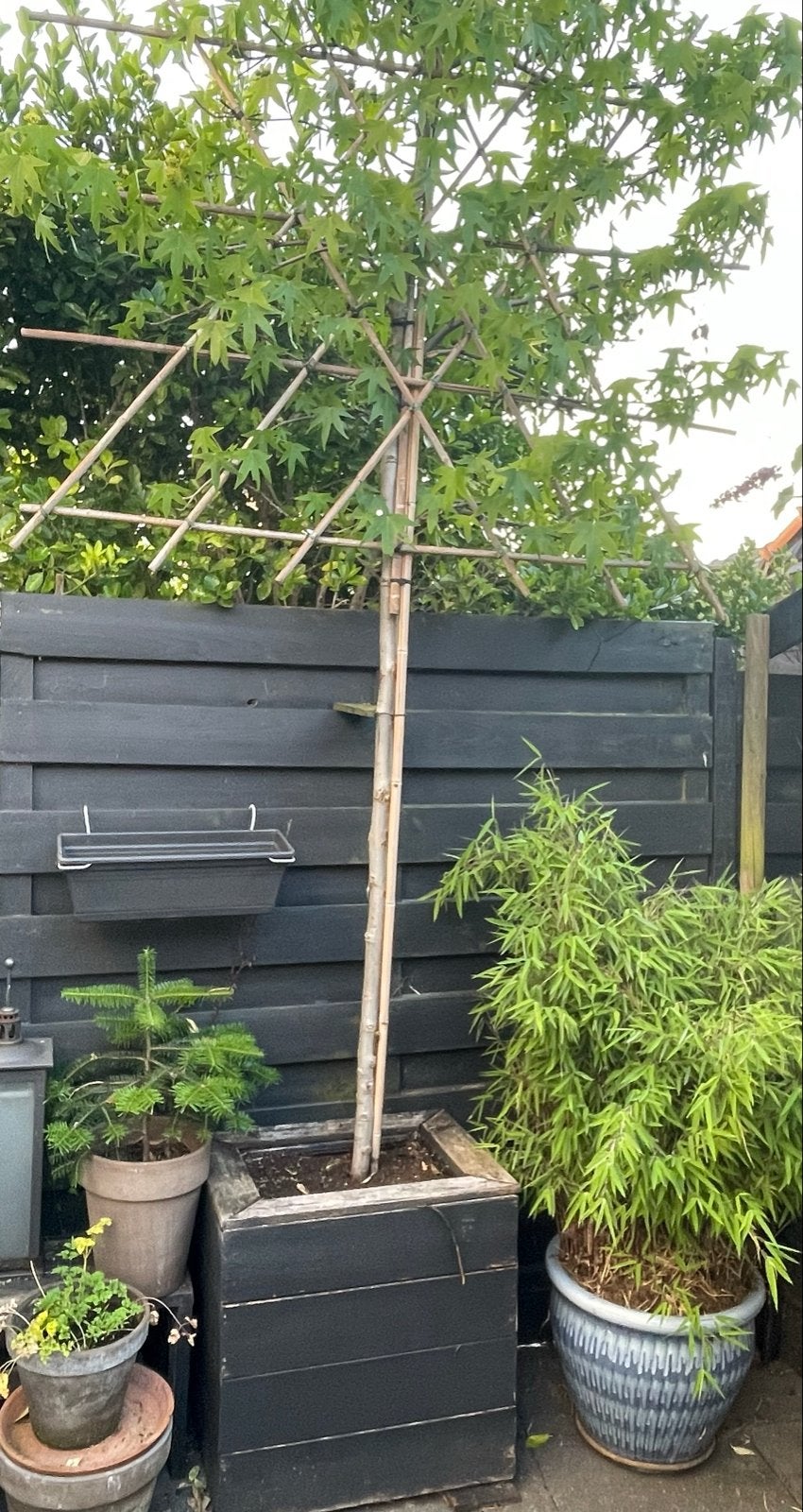 2 Amerikaanse amberbomen (Liquidambar styraciflua), Tuin en Terras, Planten | Bomen, Bloeit niet, Dakboom, 250 tot 400 cm, Ophalen