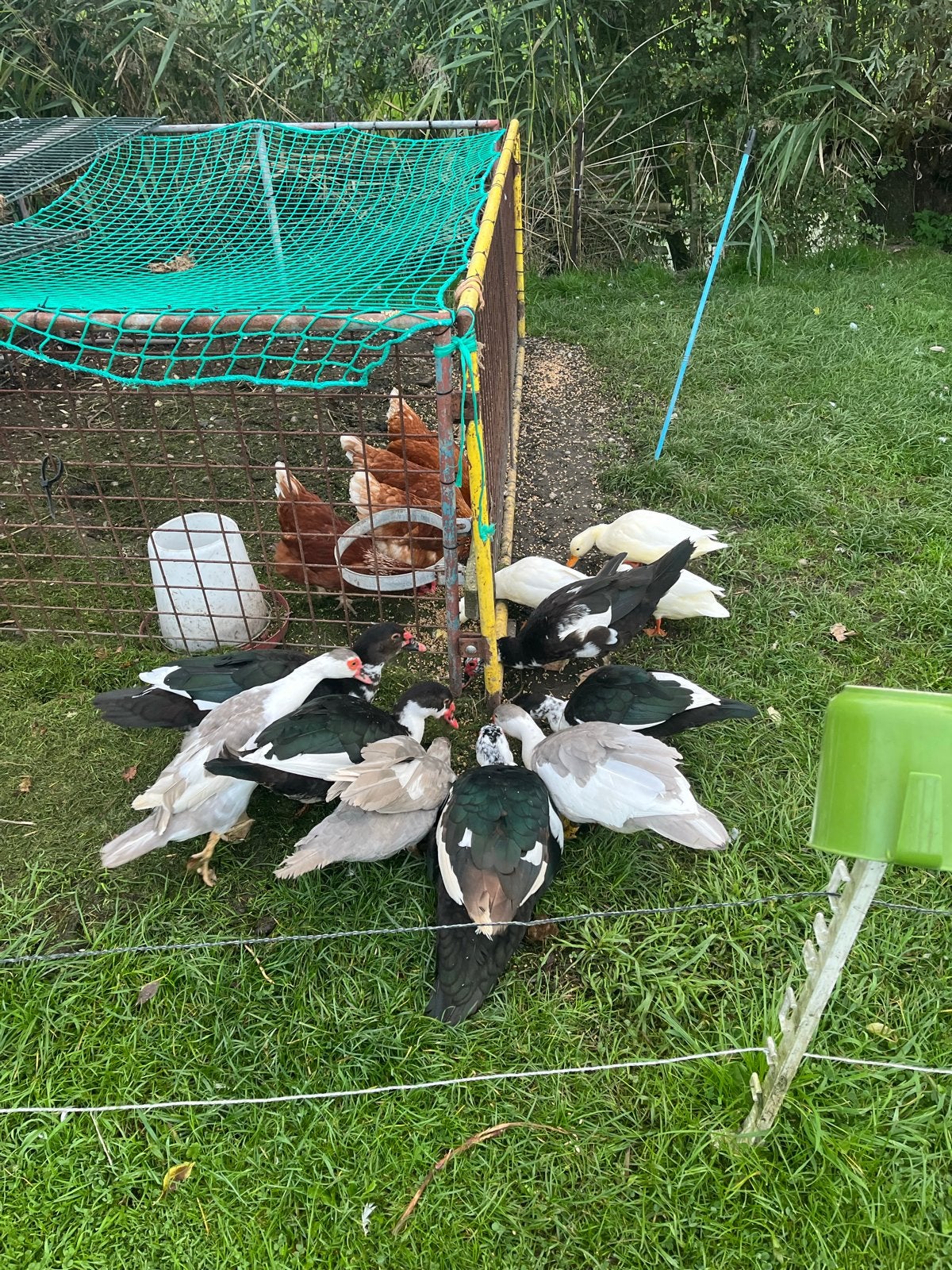 8 mooie muskuseenden, Dieren en Toebehoren, Meerdere dieren, Eend