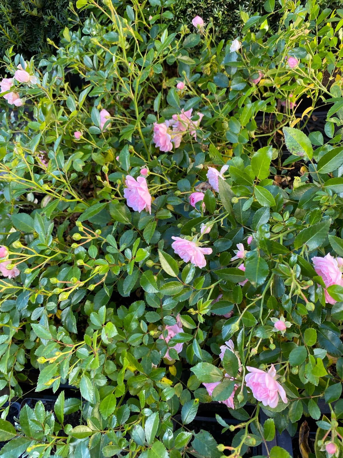 Rosa 'The Fairy'  48 stuks, Ophalen, Bodembedekkers, Volle zon, Vaste plant